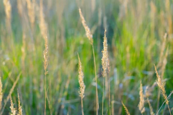 Vackra RÄVSVANS gräset blommar — Stockfoto