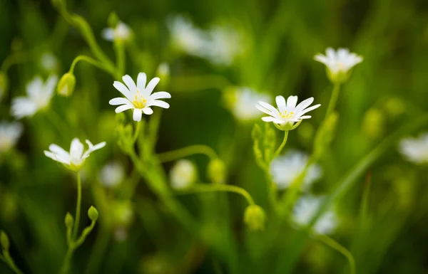 Chickweed çiçekler bahar çiçek — Stok fotoğraf