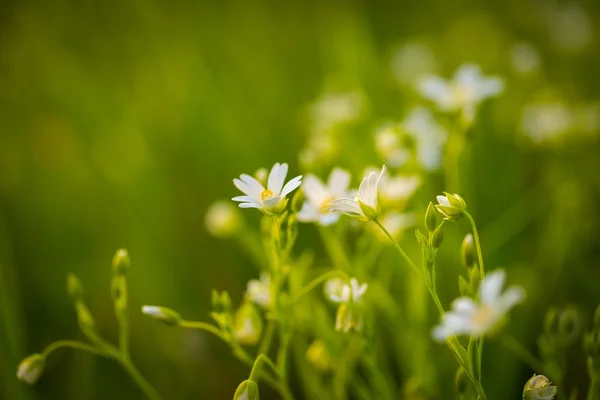 Flores de ambrosía floreciendo en primavera — Foto de Stock