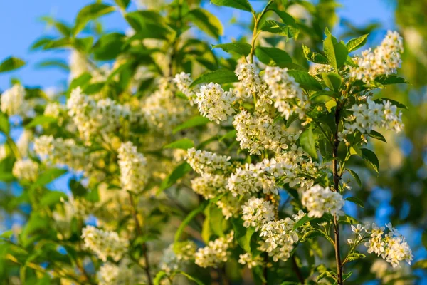 Beautiful bird cherry flowers — Stock Photo, Image