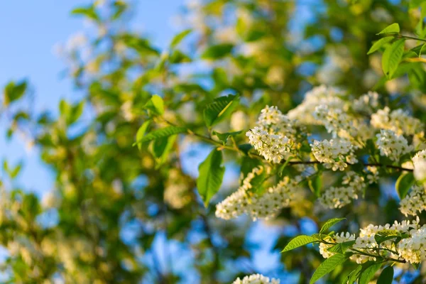 Beautiful bird cherry flowers — Stock Photo, Image