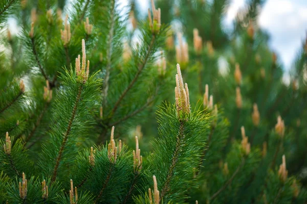 Pine tree with shoots photographed at springtime — Stock Photo, Image