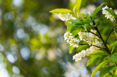 Güzel kuş kiraz çiçekleri 