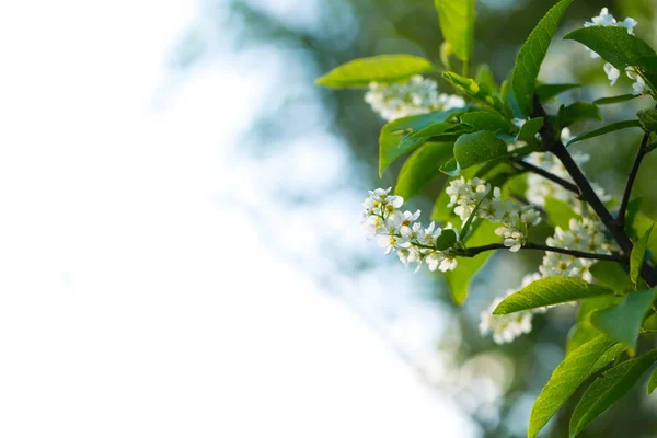 Beautiful bird cherry flowers — Stock Photo, Image