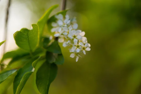 Krásný pták cherry květy — Stock fotografie