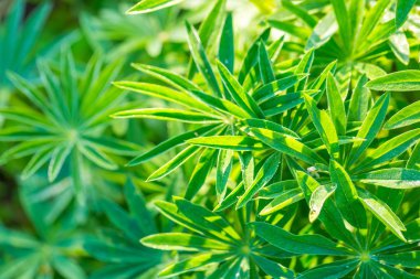 Doğada büyüyen Lupinus yaprakları