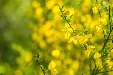 Çiçek açan süpürge bush (Cytisus scoparius).