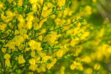 Çiçek açan süpürge bush (Cytisus scoparius).