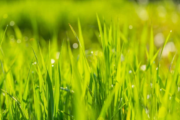 Nassen Morgen Gras Hintergrund — Stockfoto