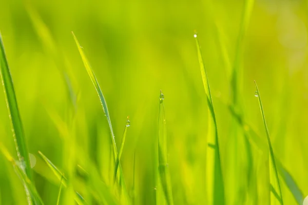 Humide matin fond d'herbe — Photo