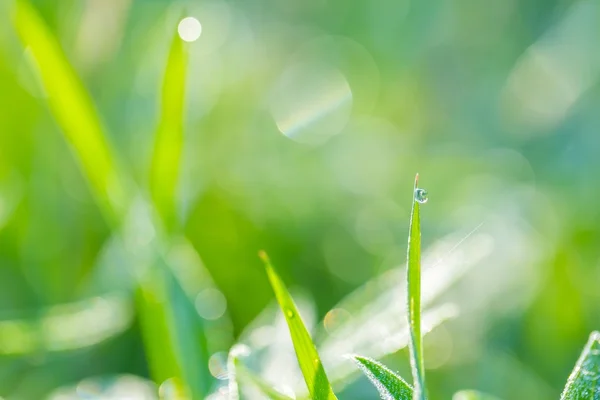 Humide matin fond d'herbe — Photo