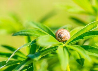 Salyangoz yakın çekim