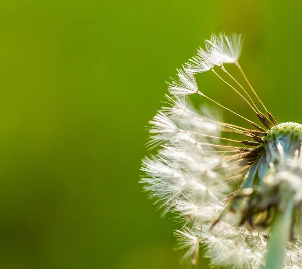 Maskros frön i närbild — Stockfoto