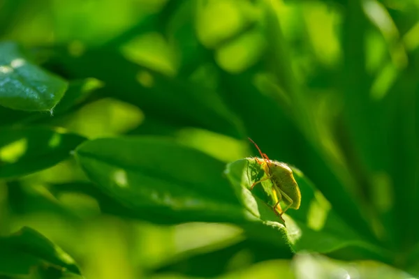 Beetle sitting on plant in morning light — Stock Photo, Image