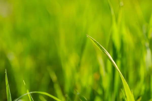 Nassen Morgen Gras Hintergrund — Stockfoto