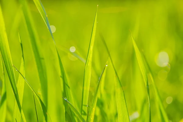 Nassen Morgen Gras Hintergrund — Stockfoto