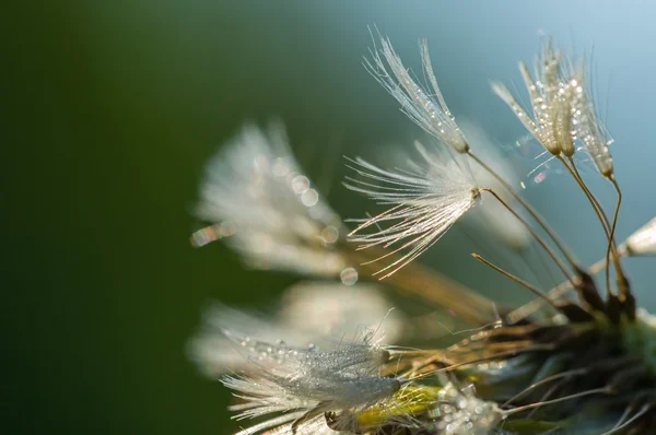 Dandelion seeds in close up — Stock Photo, Image