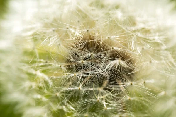 Pampeliška semena v zblízka — Stock fotografie
