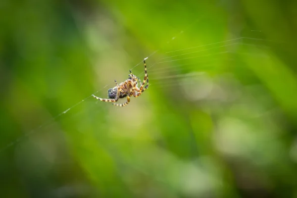 Spider sitting on his web — Stock Photo, Image