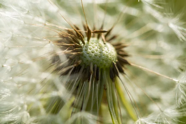 Biji Dandelion dalam menutup — Stok Foto