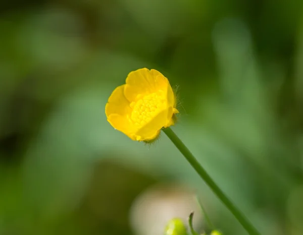 Jaskier kwiat w z bliska — Zdjęcie stockowe