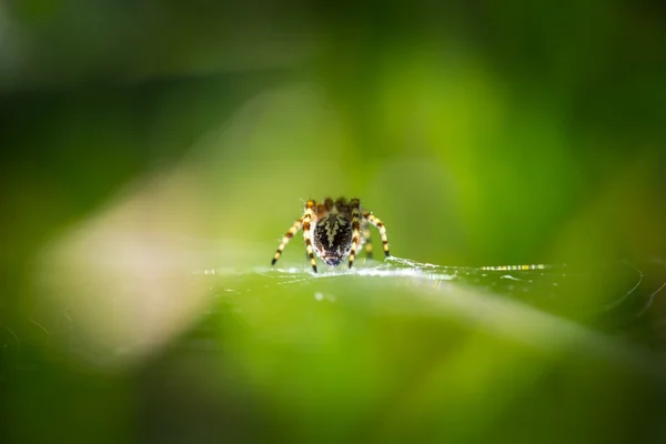 Spinne sitzt auf seinem Netz — Stockfoto