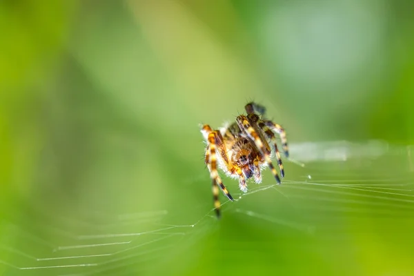 Spider sitting on his web — Stock Photo, Image
