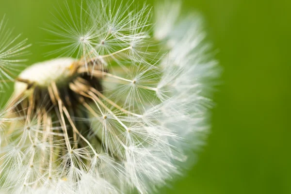 Maskros frön i närbild — Stockfoto