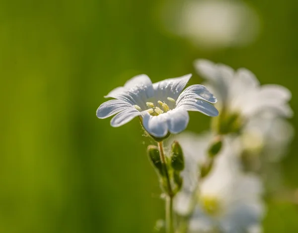 Primer plano de pequeña flor silvestre blanca — Foto de Stock