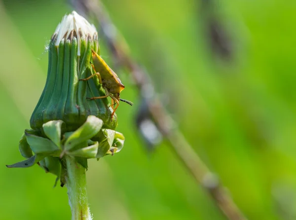 Small bug sitting on plant — Stock Photo, Image