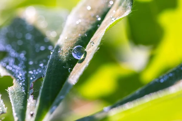 Gros plan des gouttelettes d'eau sur les feuilles — Photo