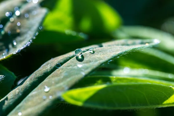 Gros plan des gouttelettes d'eau sur les feuilles — Photo