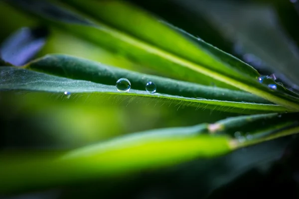 Gros plan des gouttelettes d'eau sur les feuilles — Photo