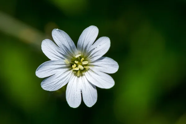 Primo piano di piccolo fiore selvatico bianco — Foto Stock