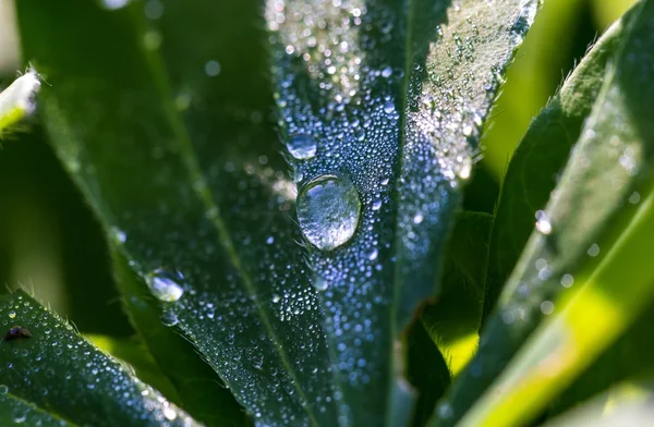 Gros plan des gouttelettes d'eau sur les feuilles — Photo