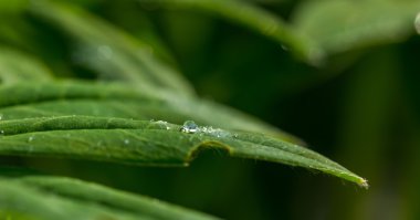 Yakın çekim yaprak üzerinde Su damlacıkları