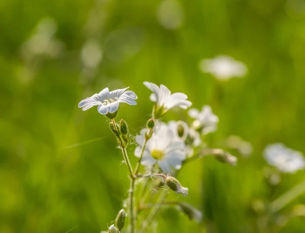 白色小野花的特写 — 图库照片