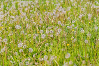 Dandelions yeşil çayır üzerinde