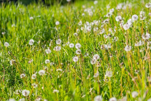 Dientes de león en prado verde — Foto de Stock