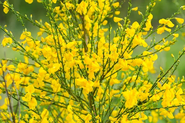 Vassoura florescente em close-up — Fotografia de Stock