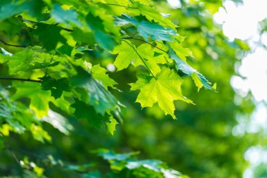 Akçaağaç arkaplanı terk eder