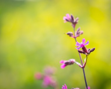 Avrupa ormanda büyüyen vahşi Şebboylar