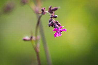 Avrupa ormanda büyüyen vahşi Şebboylar
