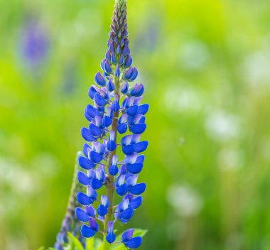 Vahşi mavi lupinus çiçekler