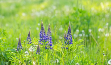 Vahşi mavi lupinus çiçekler