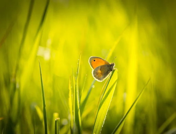 Borboleta bonita sentado na grama — Fotografia de Stock