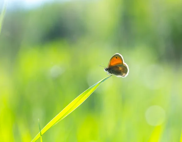Piękny motyl, siedząc na trawie — Zdjęcie stockowe