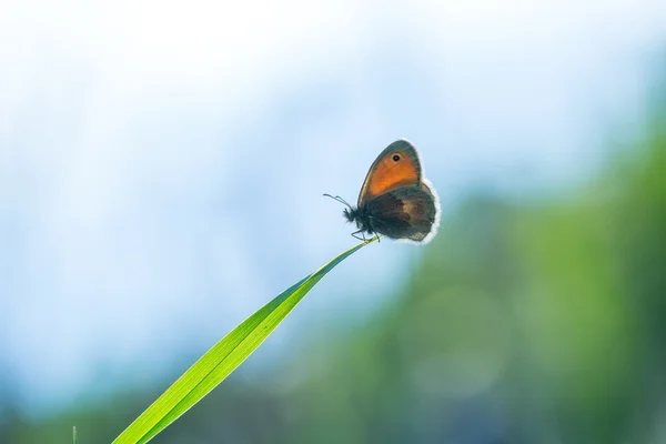 Piękny motyl, siedząc na trawie — Zdjęcie stockowe