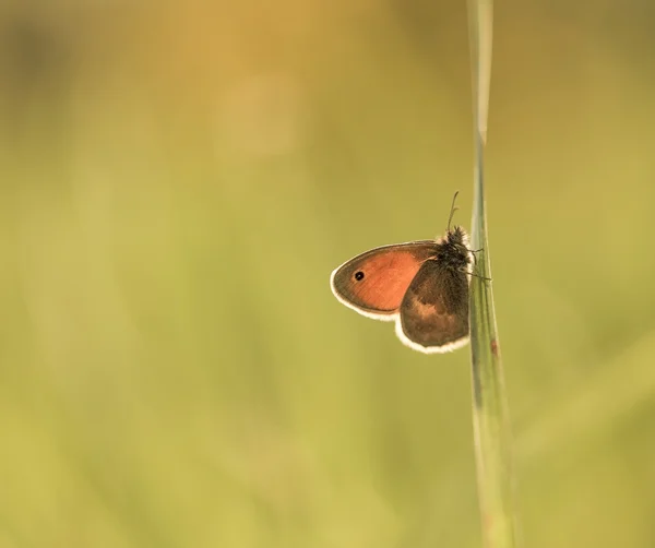 Borboleta bonita sentado na grama — Fotografia de Stock