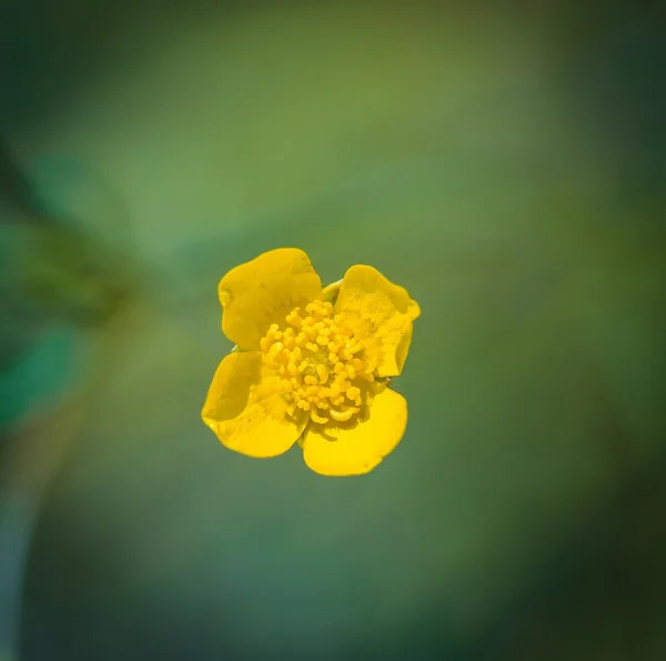 Buttercups flores na natureza — Fotografia de Stock
